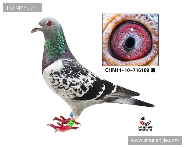 如何在AG国际官网app中快速注册账号,掌握新手必看的注册流程与注意事项 如何在AG国际官网app中快速注册账号,掌握新手必看的注册流程与注意事项